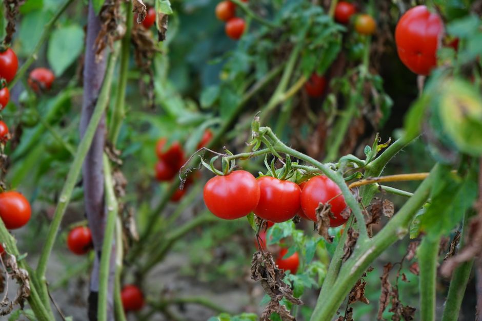 Vibrant red tomatoes on vine in a garden, showcasing fresh organic produce.