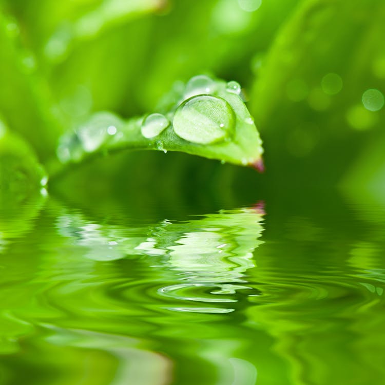 Rain Drops On Green Plant