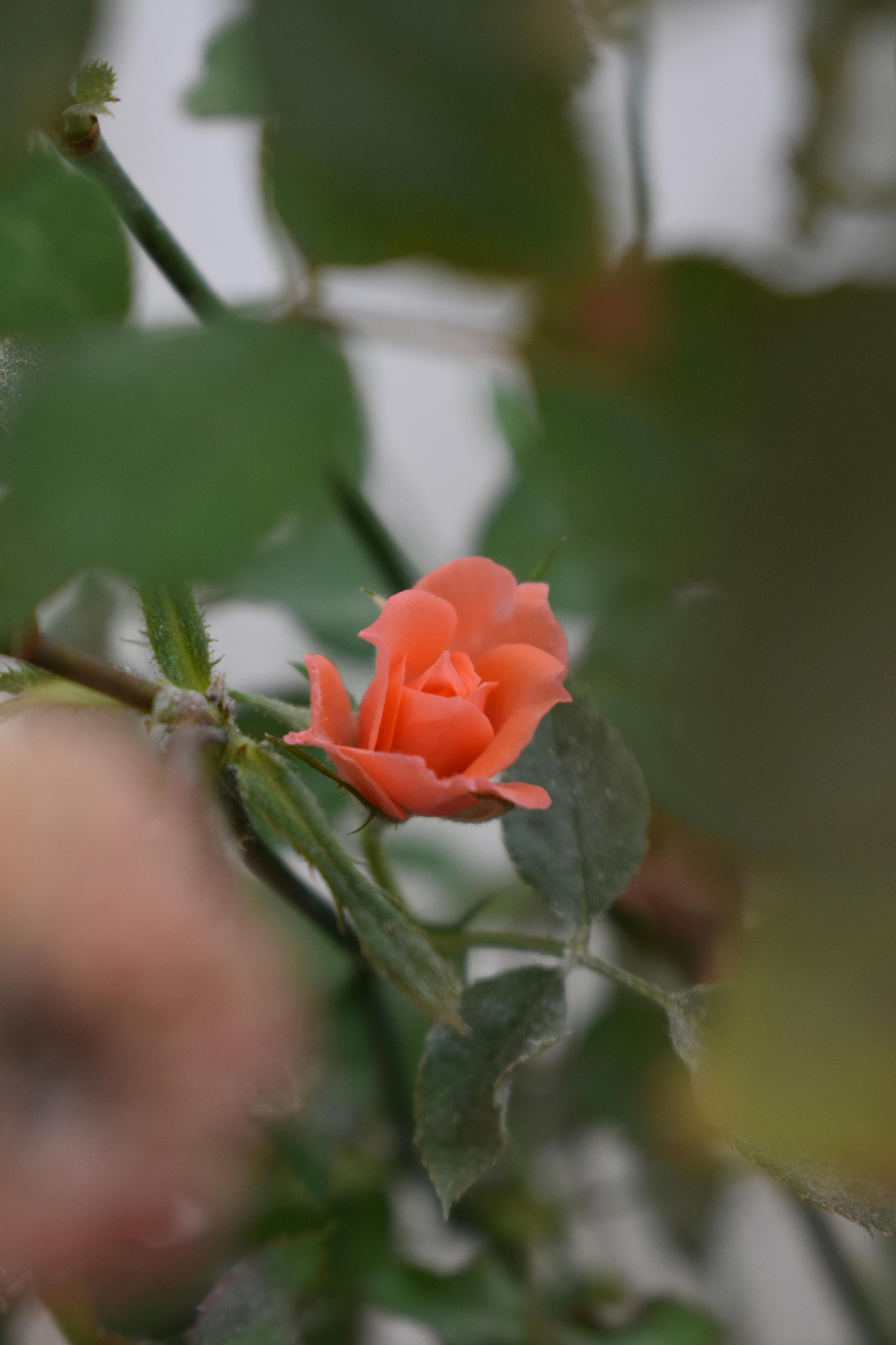 Leadership resilience in digital crisis recovery 2025