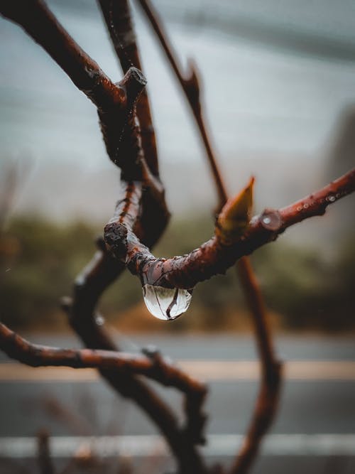 Raindrop on wooden branch in nature