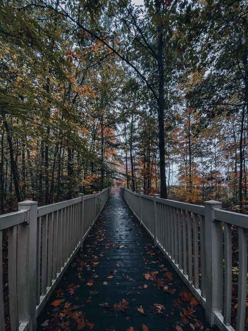 Free Perspective view of walkway with fallen leaves with metal fence located among tall green trees in park in autumn day Stock Photo