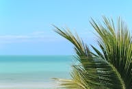 Green Palm Tree Near Sea Under Blue Sky
