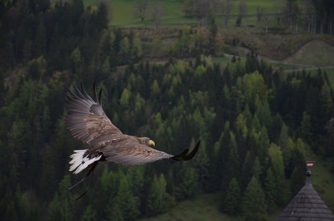 Brown Hawk Flying Above Green Trees Artwork