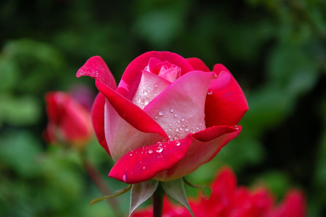 Fotografía Cercana De Rosa Roja Y Rosa