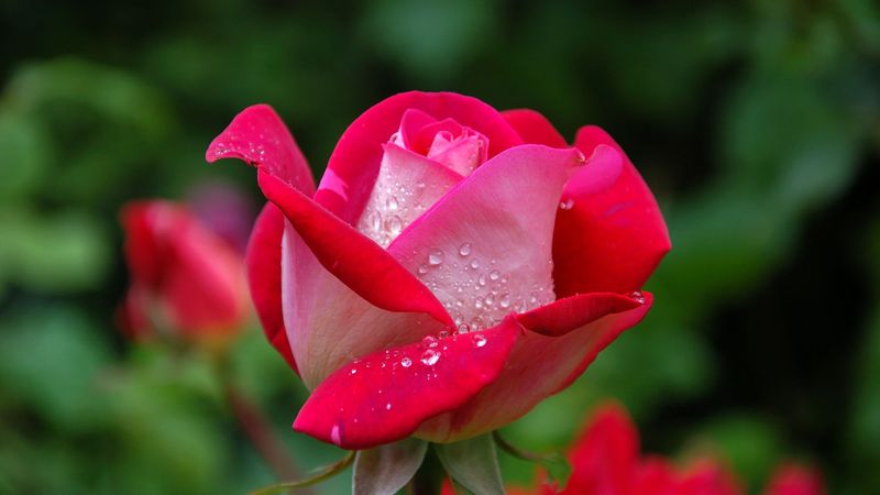 Blooming Damask roses in a highland garden with soft pink petals