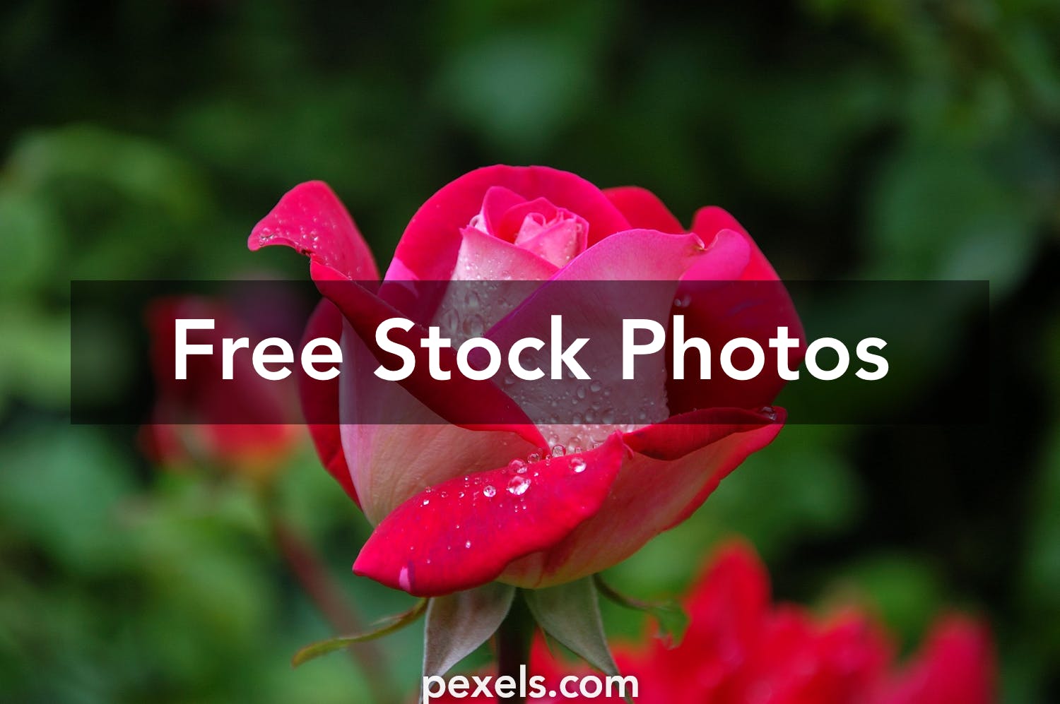 Featured image of post Red And White Rose Wallpaper For Mobile : Top view of wooden green background with blossoming branches and roses, panoramic shot.