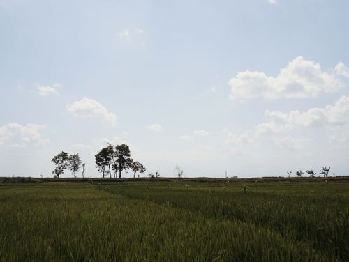Free Peaceful summer landscape featuring a green meadow and distant trees under a sunny sky. Stock Photo