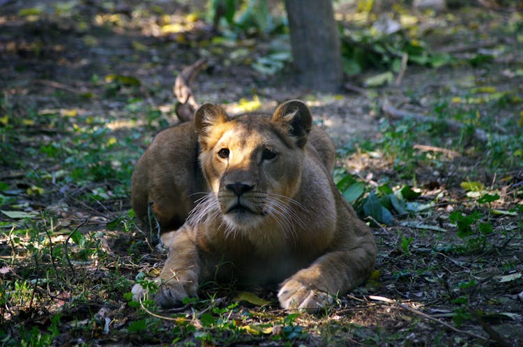 Female Lion Lying Down On Earth