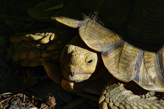 Detailed close-up of a Sulcata tortoise in a shaded natural environment.