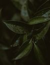 公园里，潮湿光滑的植物叶子生长在细茎上，上面覆盖着小水滴