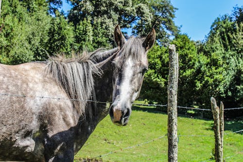 Ilmainen kuvapankkikuva tunnisteilla belleza luonnollinen, caballo, cochamo
