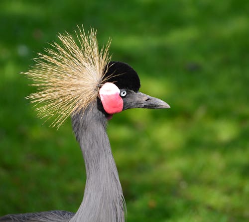 Bruine En Grijze Gevederde Vogel Overdag