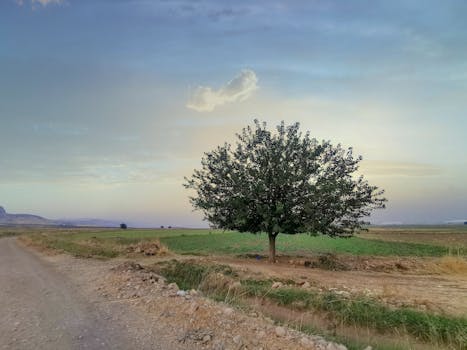 开阔的田野上，一棵孤独的树矗立在五彩缤纷的日落天空下