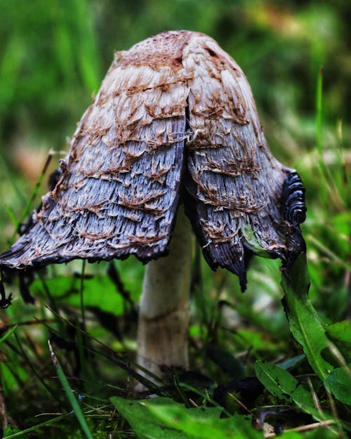 Foto profissional grátis de cogumelo, flora, floresta