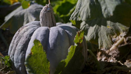 Free stock photo of green pumpkin, pumpkin, pumpkin patch