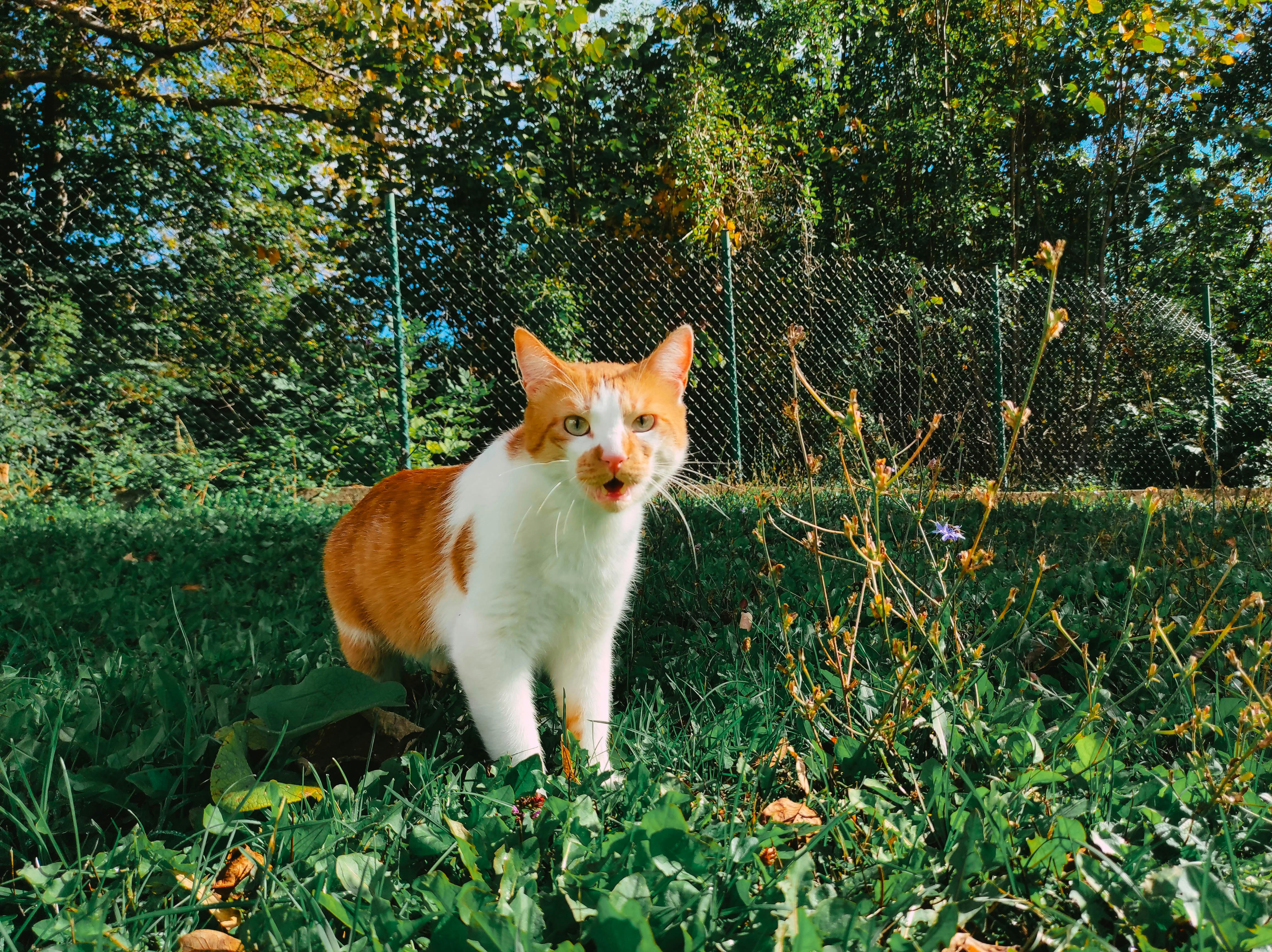 A ginger and white cat exploring a sunny garden surrounded by greenery and flowers.