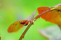 在明亮的绿色自然环境中，叶子上有两只瓢虫