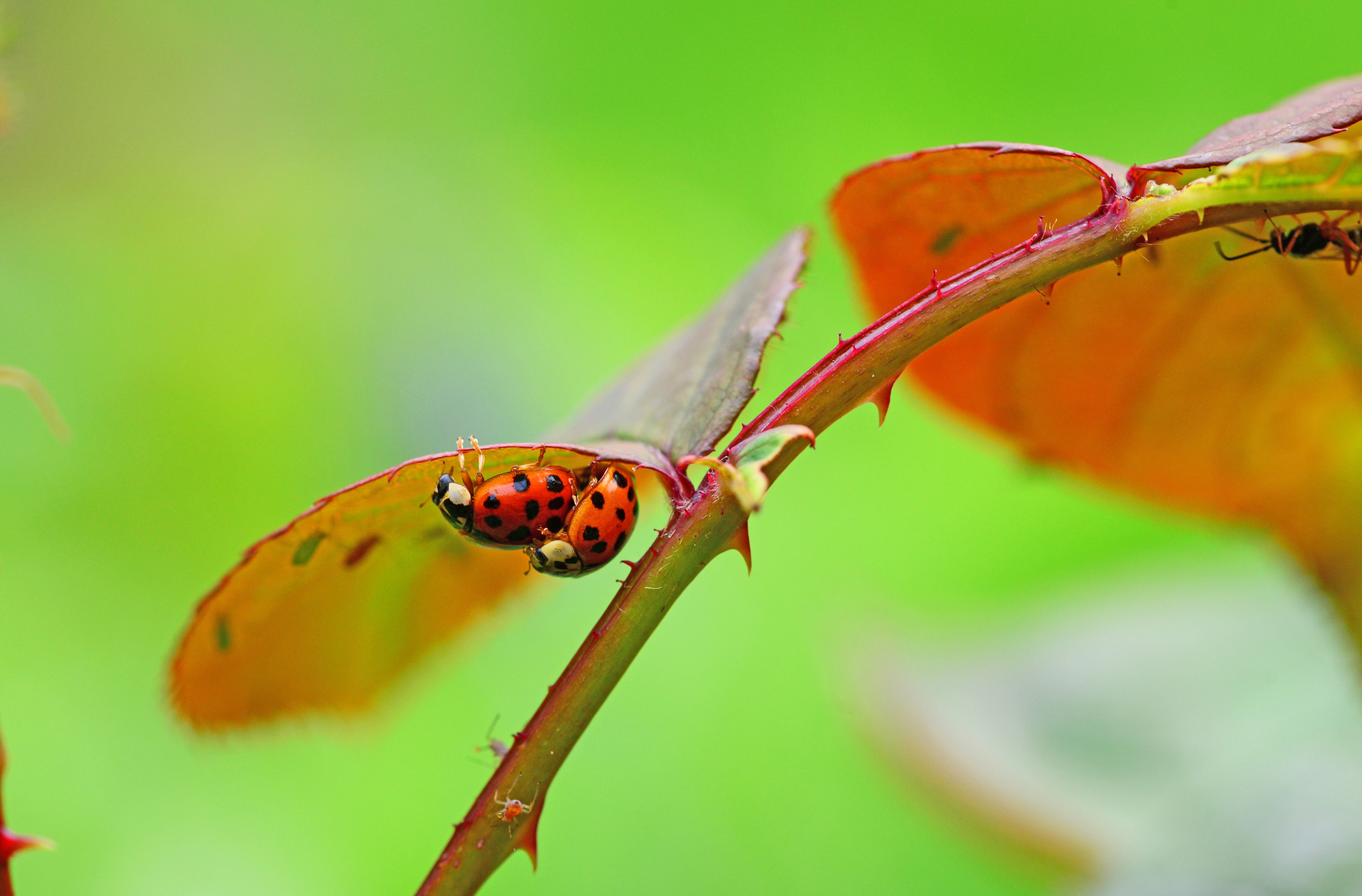Kostenloses Foto zum Thema bugs, insekten, marienkäfer