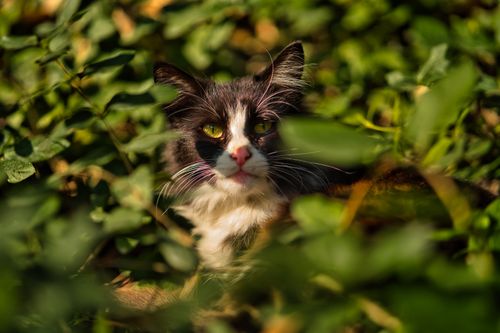 Free Adorable black and white cat nestled among vibrant green leaves outdoors. Stock Photo