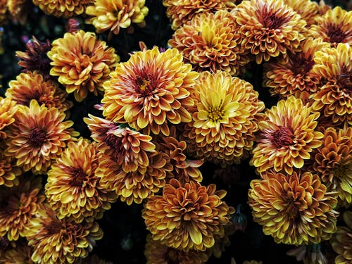 Yellow and Red Flowers in Bloom