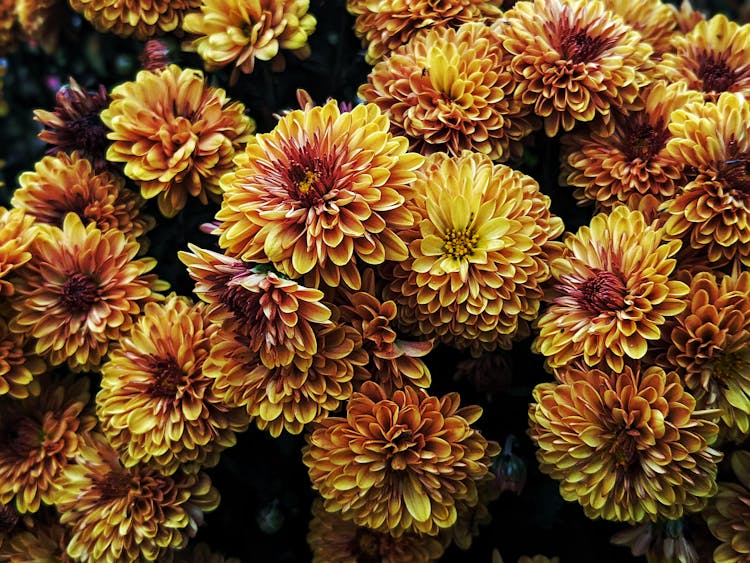 Yellow And Red Flowers In Bloom