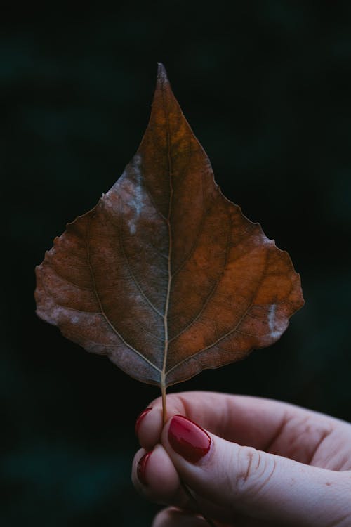 Hand Holding Brown Maple Leaf