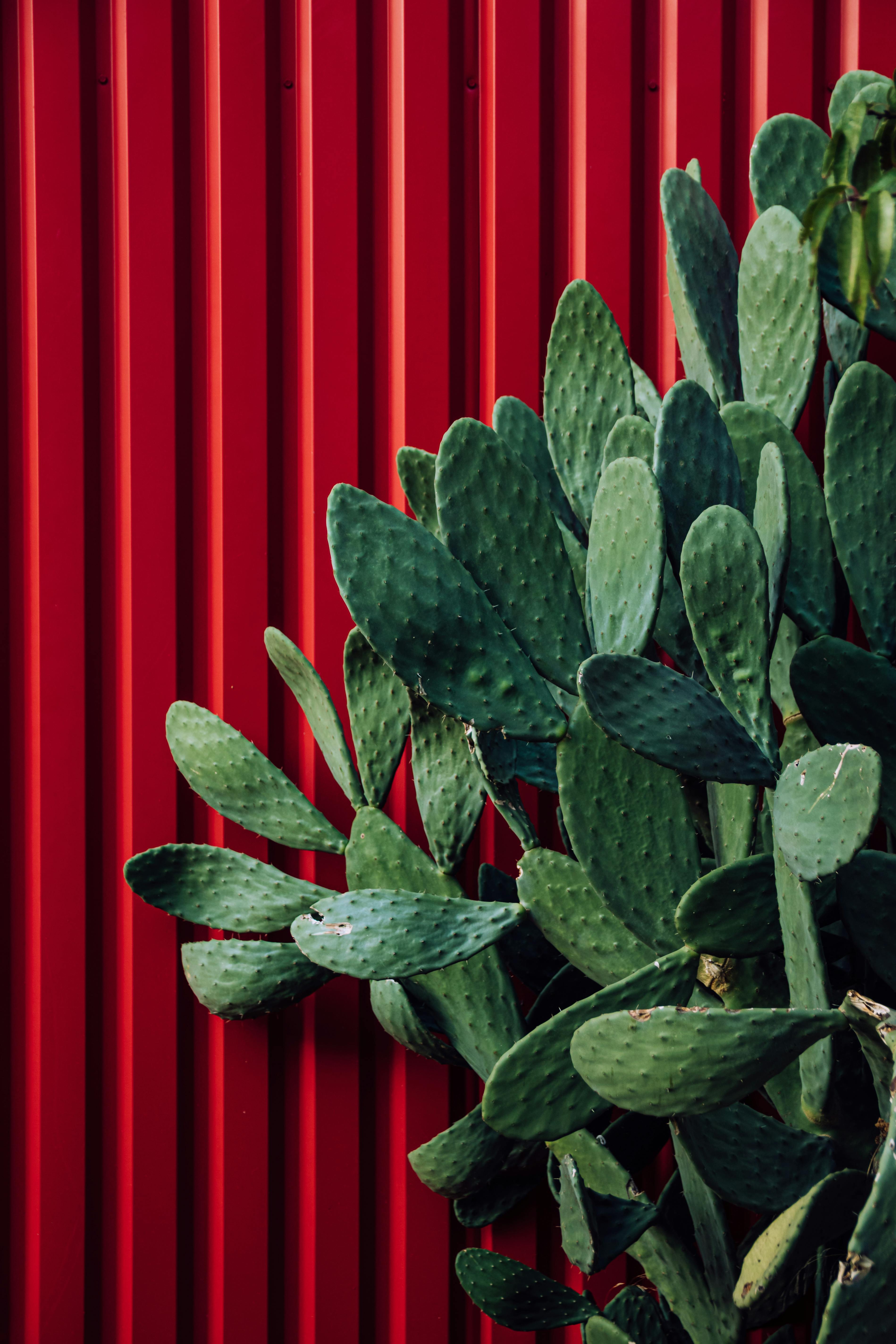 A striking cactus plant set against a bright red wall, showcasing contrast and texture.
