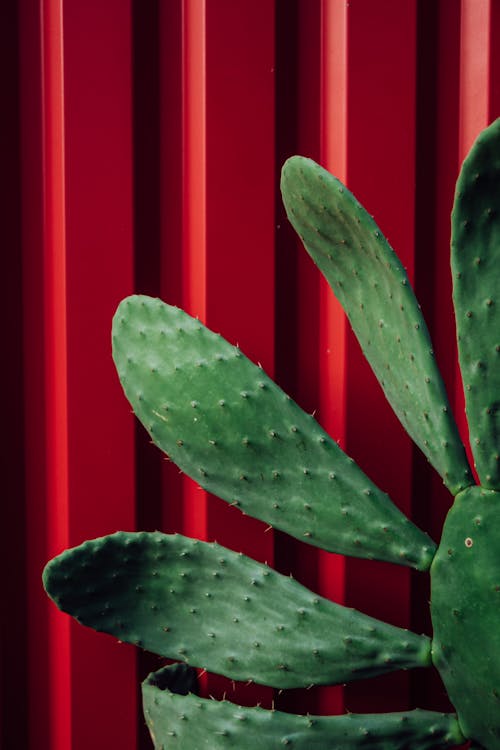 Green Cactus Plant on Red Corrugated Background