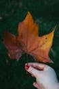 Hand Holding Brown Maple Leaf