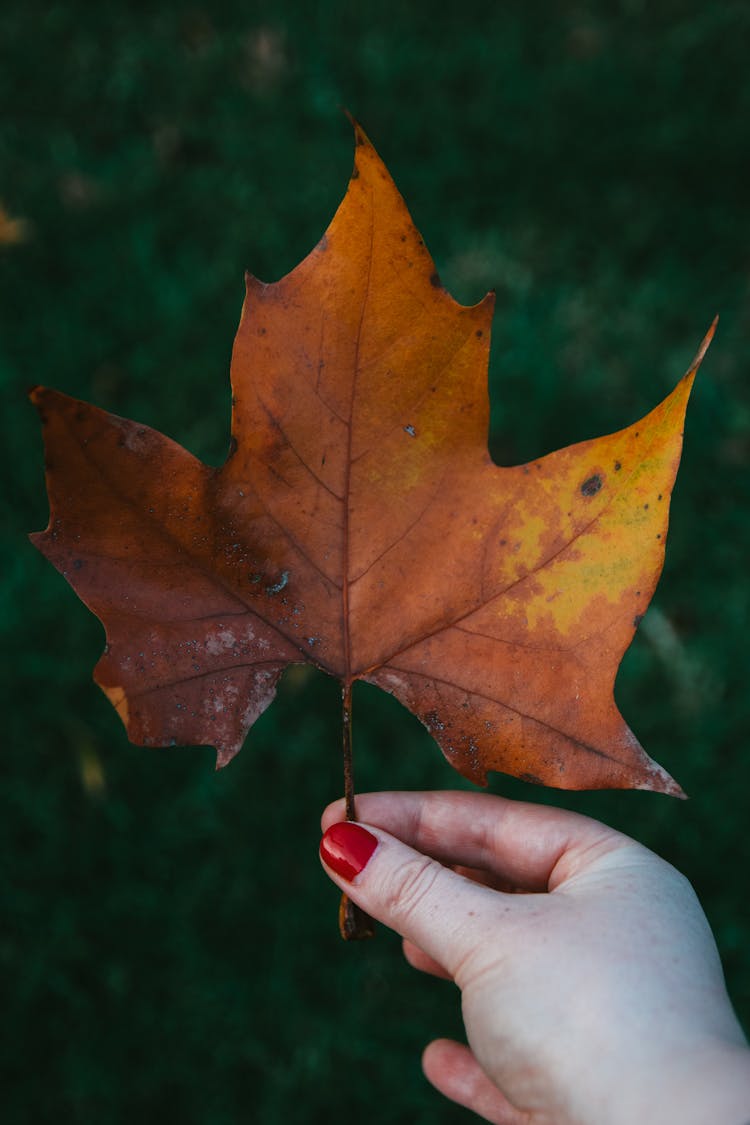 Hand Holding Brown Maple Leaf