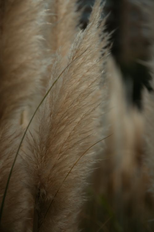 Free Serene close-up of pampas grass swaying gently in natural light outdoors. Stock Photo