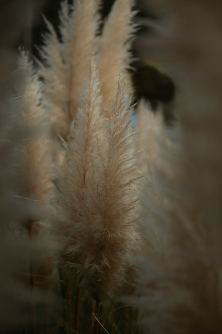 Soft Feathery Plants