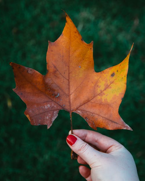 Gratis lagerfoto af blad, efterår, hænder menneskelige hænder Lagerfoto