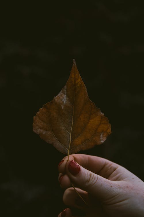 Close Up of Hand Holding Leaf