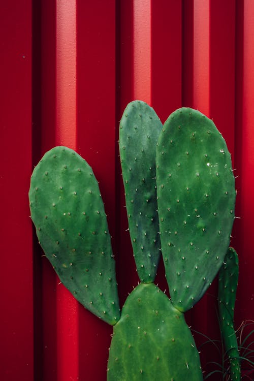 Foto stok gratis kaktus, kilang, lezat