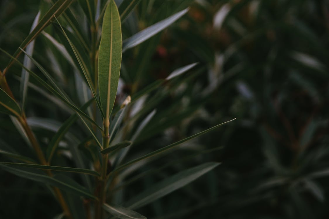 Foto stok gratis alam, Daun-daun, hijau