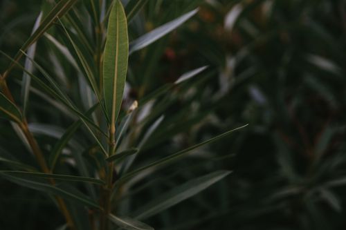Free Detailed close-up of lush green leaves, highlighting nature's beauty and fresh appeal. Stock Photo