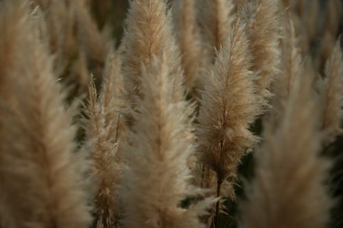 Free Beautiful close-up of golden pampas grass in autumn, highlighting its soft feathery texture. Stock Photo
