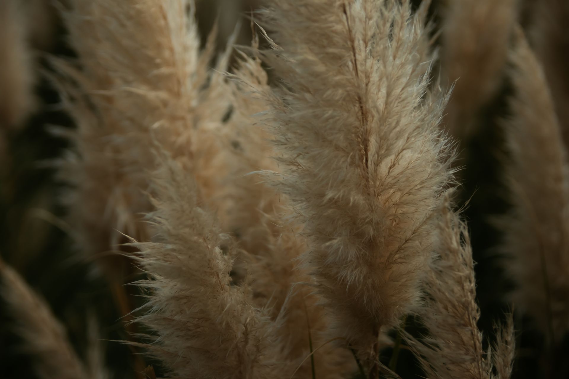 Furry Brown Grass Flower