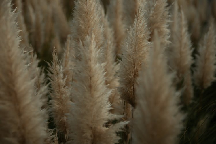 Fluffy Feathery Plants