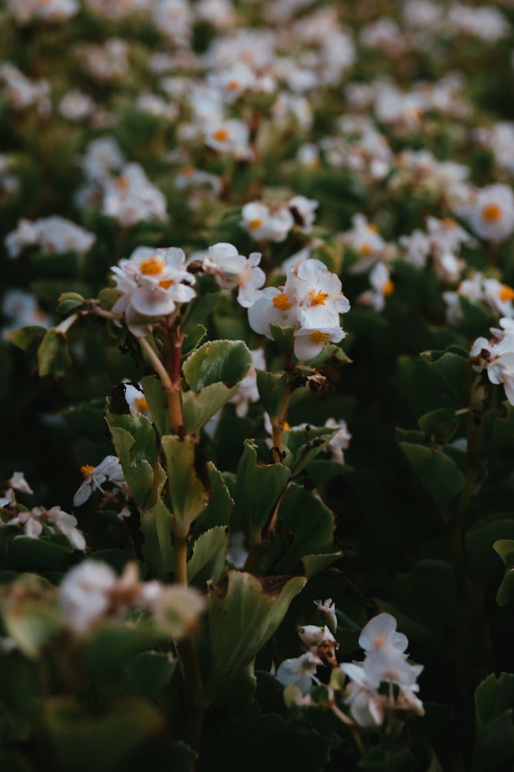 Field Of White Flowers On Green Plants