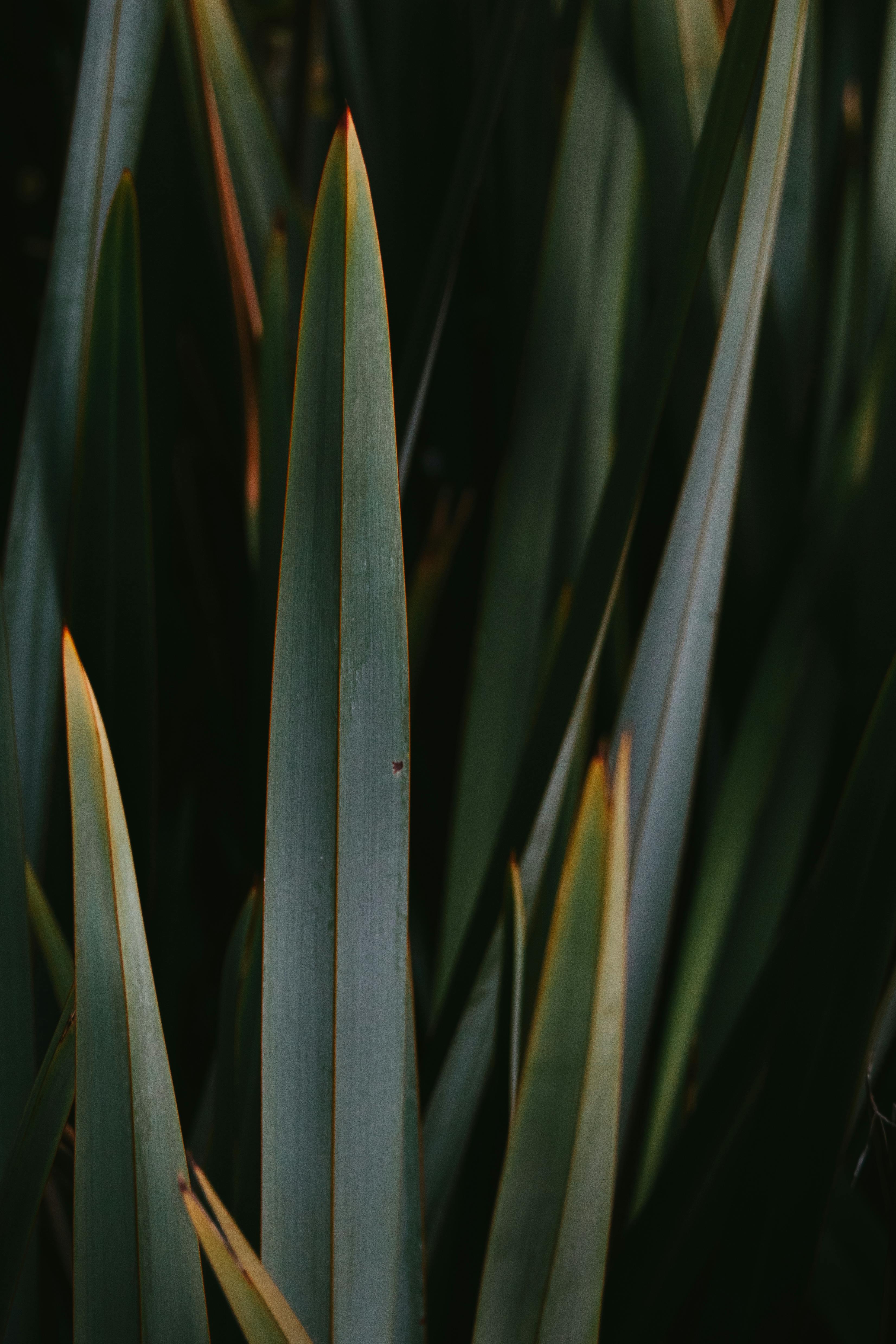 green leaves with pointed tips