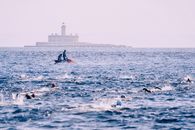 Anonymous men on motorboat on shiny rippled ocean near swimming sportsmen participating in triathlon competition