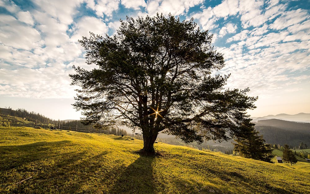 Tree @Pexels