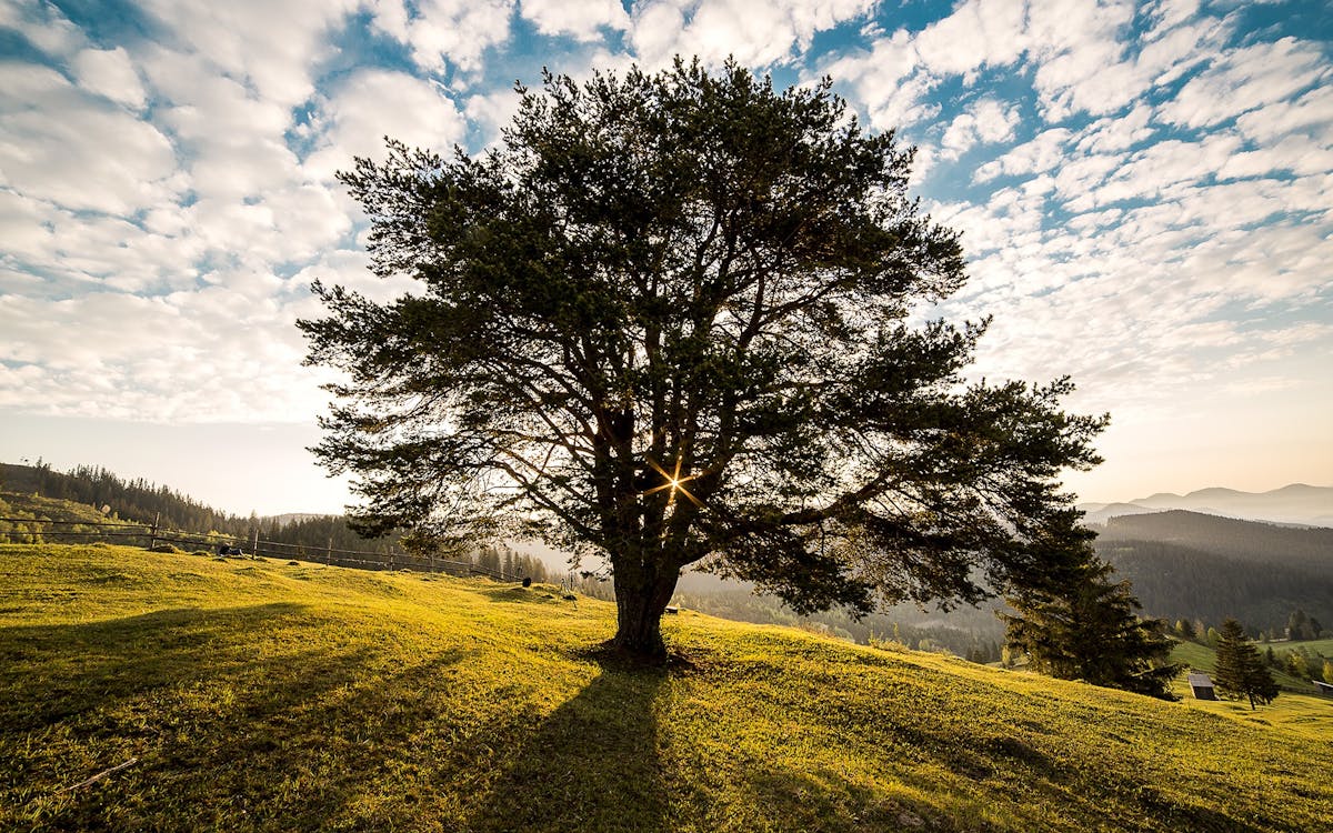 Základová fotografie zdarma na téma campulung, krajina, pozadí stromu