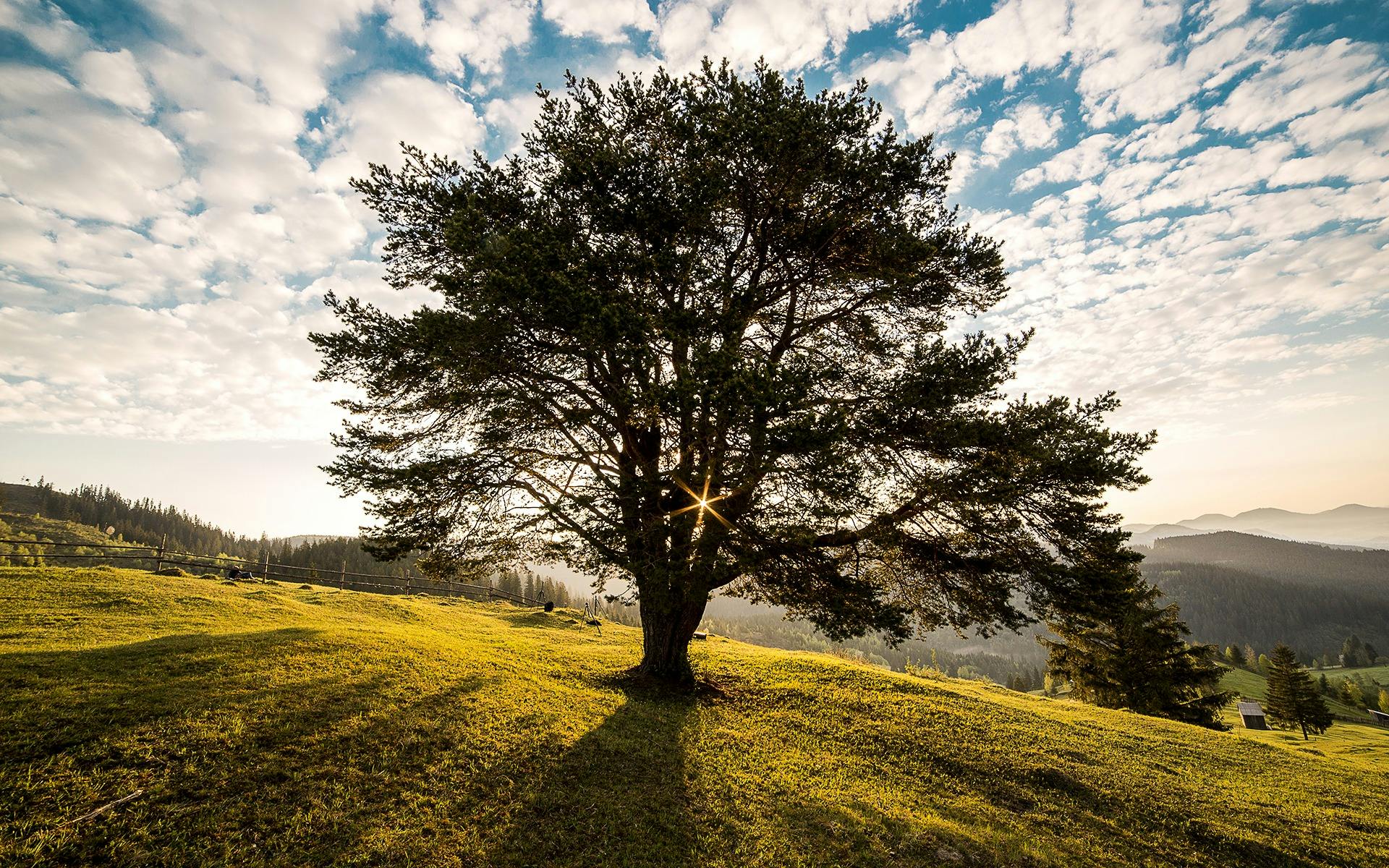 beautiful oak tree photography