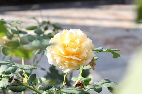 Free stock photo of yellow flower