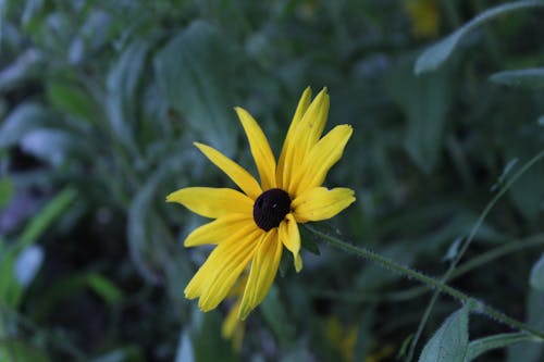 Foto d'estoc gratuïta de flor, groc