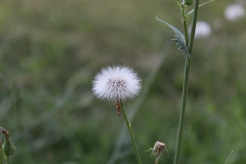 Free stock photo of dandelion, flower, white