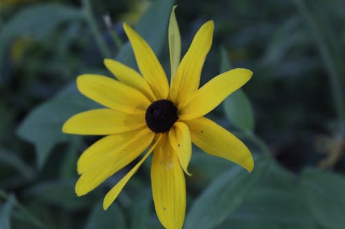 Gratis lagerfoto af blomst, gul